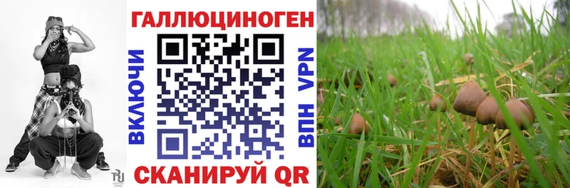 Псилоцибиновые грибы Cubensis  blacksprut как зайти  Северодвинск  дарк нет как зайти  цена  